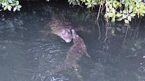 Black River Safari and Appleton Rum Estate Private Tour 