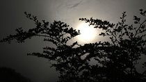 Menagesha Suba State Forest Day trip