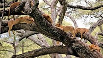 4 Days Join Group Tarangire Serengeti and Ngorongoro