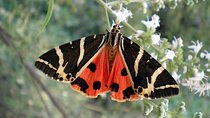 Butterfly Valley & Wine, Olive Oil, Honey Tasting Tour (Small Group)