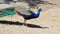 The Best of Rhodes & Lindos: Full Island Tour (Small Group)