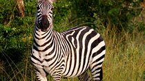 4 Day lake Mburo wildlife, boat, and cultural safari