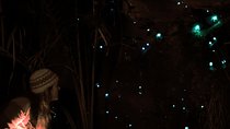 See Auckland's Secret Glow Worms