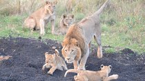 Big 5 Safari Durban Day Tour from Durban 