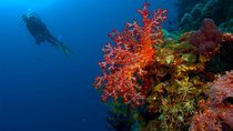 Catalina Island Scuba Diving - Amazing Full Day Tour!