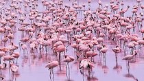 day trip lake manyara