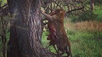 serengeti, ngorongoro & tarangire 4 days private tour