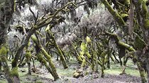 Bale Mountain National Park 5 Days Tour Package