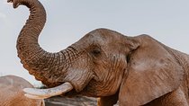 2 Day Wild Heart Western Cape Safari Tour with Private Transfers 