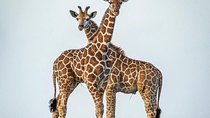 10 Days Hire a Land Cruiser for Tanzania Safari
