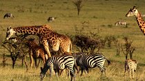 4 days animal kingdom - NAIROBI