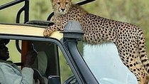 8 Days Tanzania Simba Luxury Safari