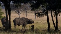 2 Day safari to Mikumi departure from Zanzibar 