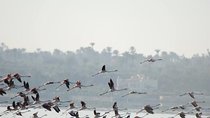 Fayoum Full Day Tour Bird Watching 