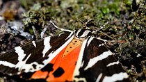 Filerimos Hill & Valley of Butterflies