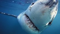 Shark diving tour