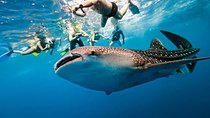 Whale Shark Watching + Simala Church Day Tour