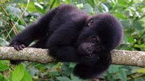 9 days Uganda safari