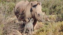 Wildlife and Safari Tour
