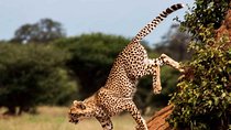 11 Days / 10 Night Private group safari