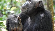 7 Days Exclusive Gorilla Experience in Uganda