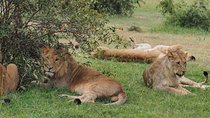 5 Days Migration Safari