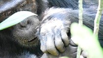 10 Days Classic Uganda Safari