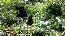 10 Days Uganda Gorilla & Chimpanzee Trekking Safari