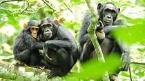 2 Days Chimpanzees trekking, Zipline and Canopy walk Adventure 
