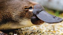 2 Day Great Ocean Road Tour and Platypus paddle