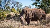 White Rhino Walk in the Mosi oa Tunya