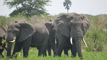 8 days Murchison Falls, Chimpanzee & Gorilla Trekking Safari