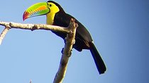 Ancon Hill Eco Walk – Sloths, Toucans & Stunning City Views