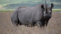Amazing 2 days Tanzania Safari