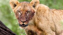 4 Days Lake Manyara National Park, Ngorongoro Crater , Serengeti National Park.