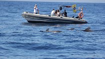 Whale Watching and Marine Science Tour