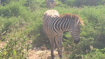 4day's Safari