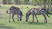3day's Safari