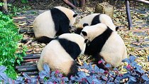 Private Chengdu City Highlight Day Tour