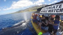 Ultimate 2 Hour Exclusive VIP Whale Watch Tour 