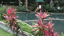 Black River Safari and YS Falls Private Tour
