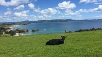 Tāwharanui- Get away from it all and experience New Zealand at its best - private tour