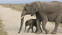 Exclusive Day tour to Amboseli 