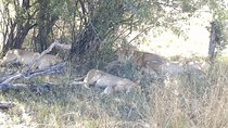 From Victoria Falls: Hwange National Park Day Safari
