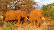 1 Day Amboseli Classic Safari Tour package,bruno safaris Kenya