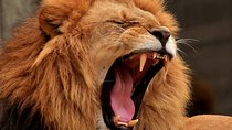 4 Days / 3 Nights Join group safari