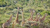 6 Days lodge safaris