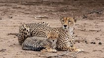 The Great 5 Days Tanzania Expedition