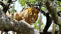 8 Days / 7 Nights Join group safari