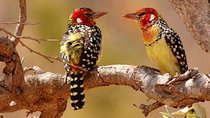 Tanzania Safari Join Group